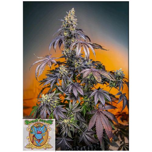SWEET SEEDS - RED GORILLA XL AUTO - 3+1 SEMI