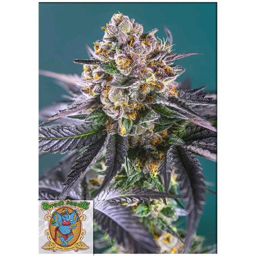 SWEET SEEDS - RED STRAWBERRY BANANA AUTO - 3+1 SEMI