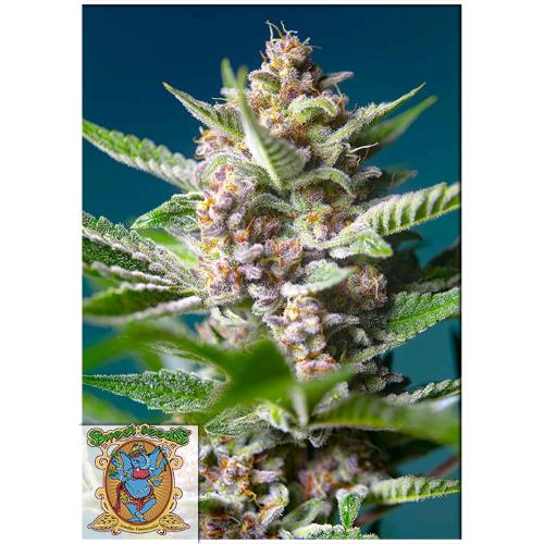 SWEET SEEDS - PURPLE PUNCH OG FEM - BULK 500 SEMI
