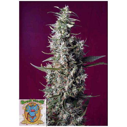 SWEET SEEDS - SWEET CHERRY PIE FEM - 3+1 SEMI