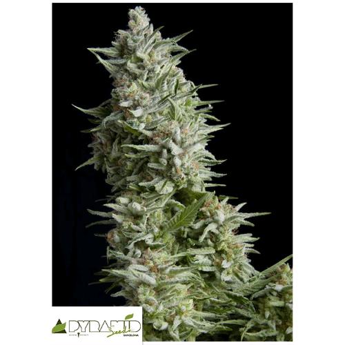 PYRAMID SEEDS - AUTO ALPUJARRENA 3 SEMI