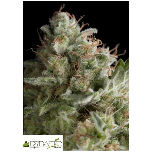 PYRAMID SEEDS - AMERICAN PIE AUTO 1 SEME