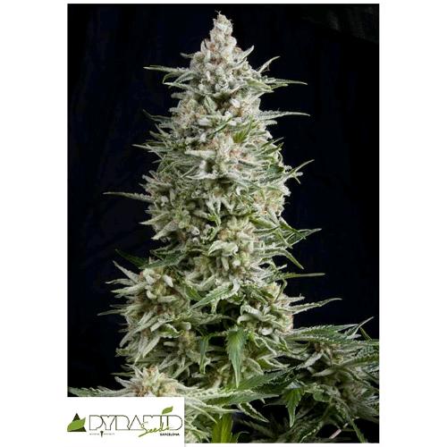 PYRAMID SEEDS - AMNESIA GOLD FEM 100 SEMI