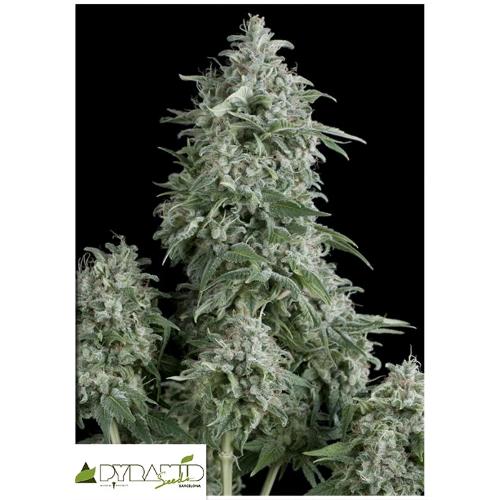 PYRAMID SEEDS - ANUBIS FEM 100 SEMI