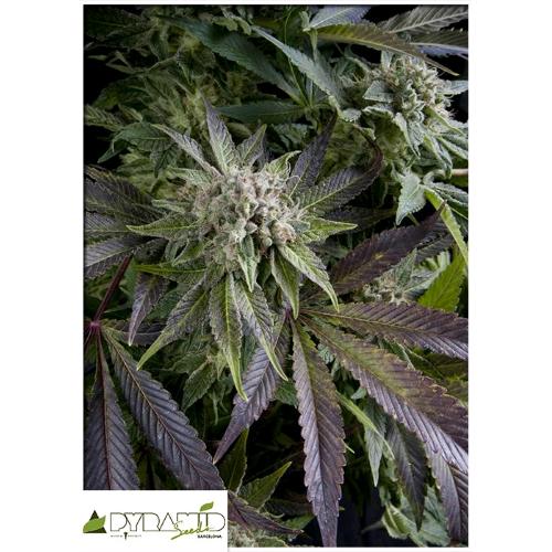 PYRAMID SEEDS - BLUE PYRAMID AUTO 3 SEMI