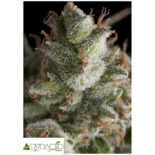 PYRAMID SEEDS - FRESH CANDY AUTO 5 SEMI