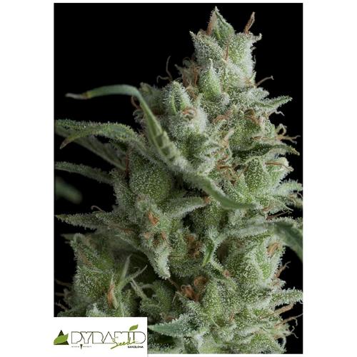 PYRAMID SEEDS - KRYPTONITE FEM 100 SEMI