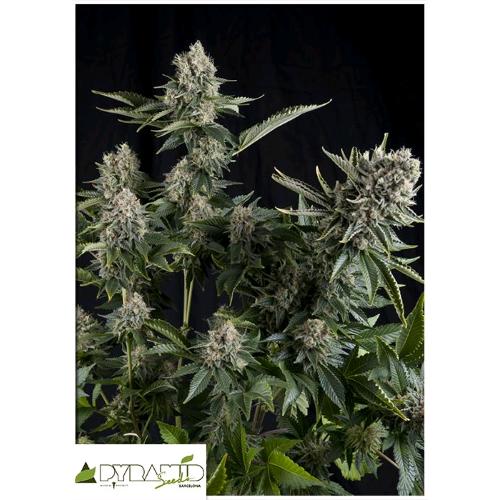 PYRAMID SEEDS - WHITE WIDOW FEM 100 SEMI