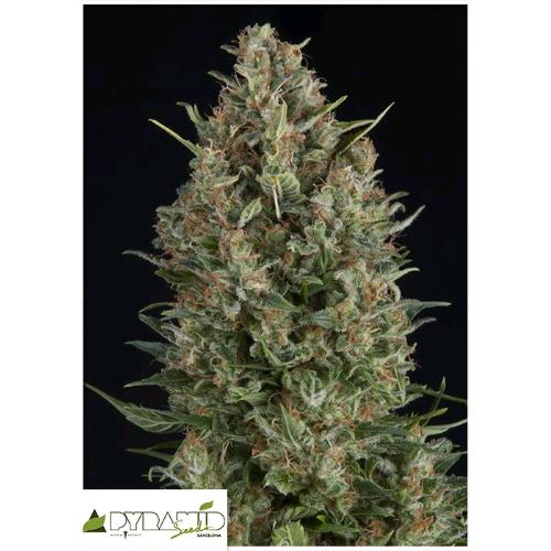 PYRAMID SEEDS - WEMBLEY FEM 5 SEMI