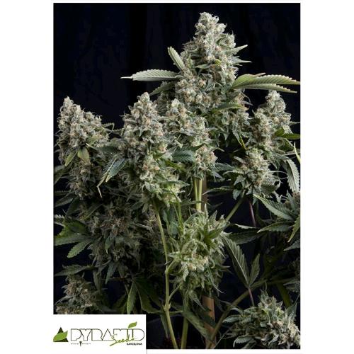 PYRAMID SEEDS - TUTANKHAMON AUTO 3 SEMI