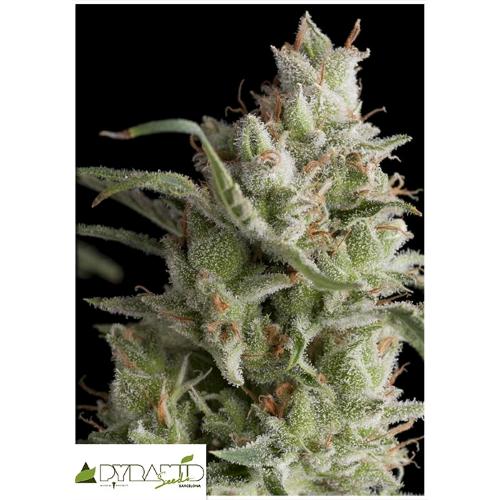 PYRAMID SEEDS - SUPER OG KUSH AUTO 5 SEMI