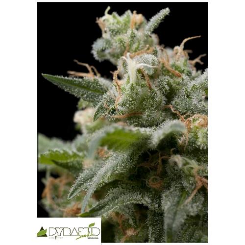 PYRAMID SEEDS - SUPER HASH AUTO 5 SEMI