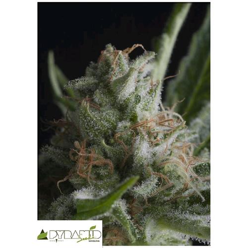 PYRAMID SEEDS - SHARK FEM 100 SEMI