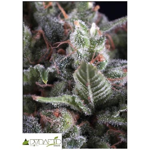 PYRAMID SEEDS - OLYMPIA FEM 100 SEMI