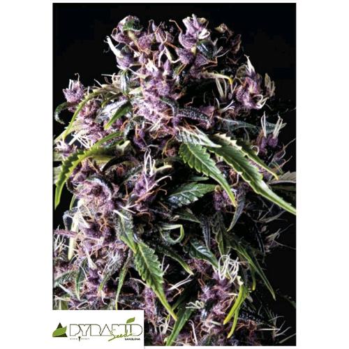 PYRAMID SEEDS - PURPLE FEM - 5 SEMI