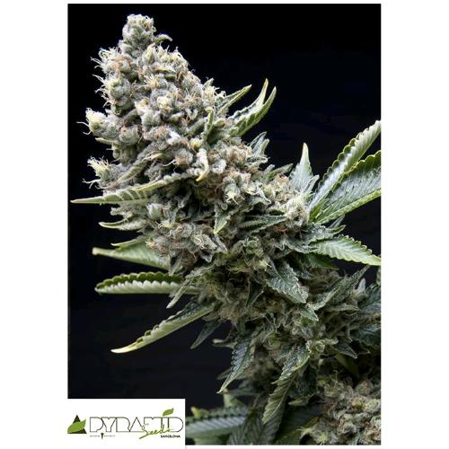 PYRAMID SEEDS - NEW YORK CITY FEM 100 SEMI