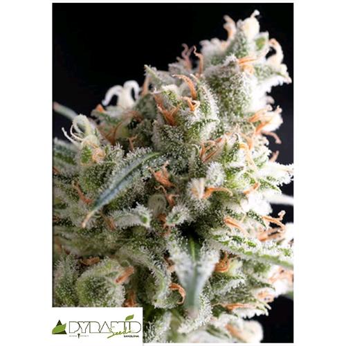 PYRAMID SEEDS - KUKULKAN FEM 100 SEMI