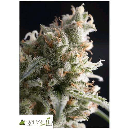 PYRAMID SEEDS - LENNON AUTO 5 SEMI