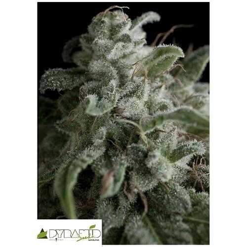 PYRAMID SEEDS - NEFERTITI FEM 100 SEMI