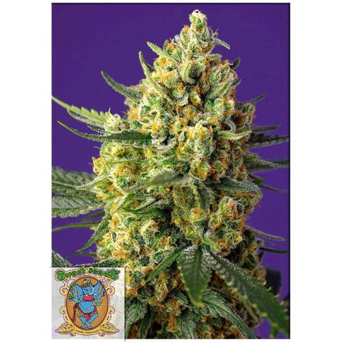 FINO A ESAURIMENTO SCORTE SWEET SEEDS - CRYSTAL CANDY XL AUTO -  BULK 100 SEMI