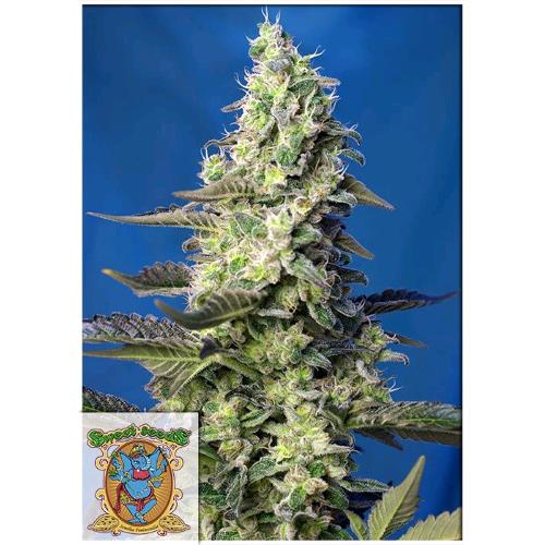 SWEET SEEDS - GREEN POISON XL AUTO - 25 SEMI