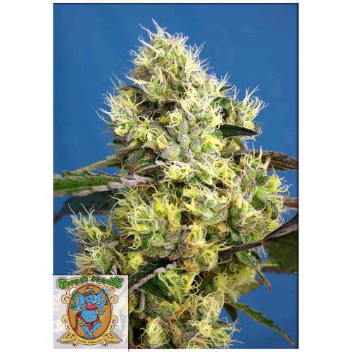 SWEET SEEDS - SWEET GELATO AUTO - BULK 100 SEMI