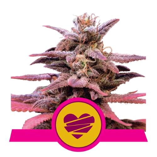 ROYAL QUEEN SEEDS - WEDDING CRASHER FEM - 3 SEMI - USA PREMIUM