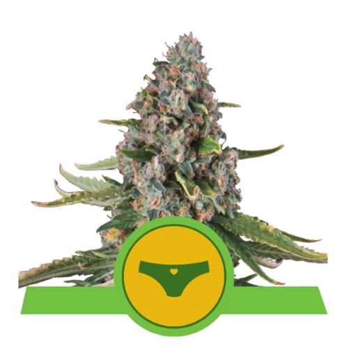 ROYAL QUEEN SEEDS - SHERBET QUEEN AUTO - 10 SEMI - USA PREMIUM