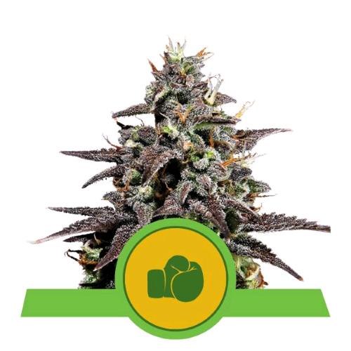 ROYAL QUEEN SEEDS - PURPLE PUNCH AUTO - 3 SEMI