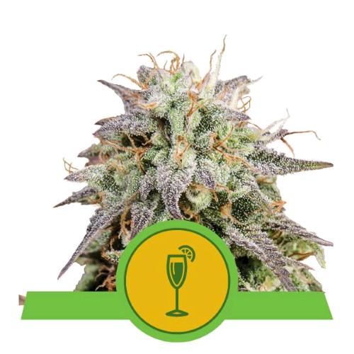 ROYAL QUEEN SEEDS - MIMOSA AUTO - 25 SEMI - USA PREMIUM