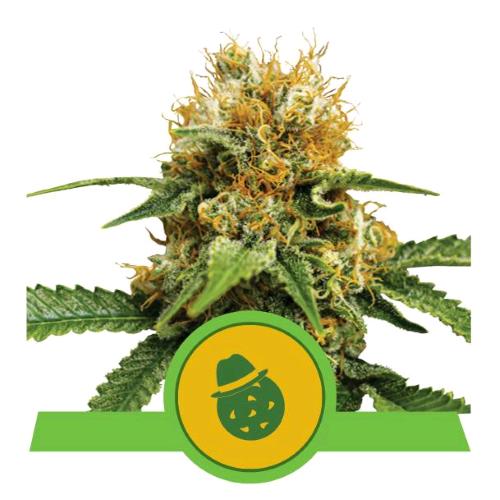 ROYAL QUEEN SEEDS - DO-SI-DOS AUTO - 25 SEMI