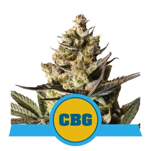 ROYAL QUEEN SEEDS - ROYAL CBG AUTO - 200 SEMI