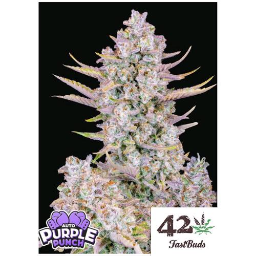 FAST BUDS - PURPLE PUNCH AUTO - 3 SEMI