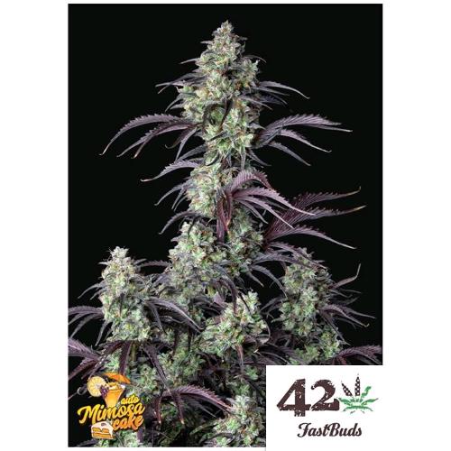 FAST BUDS - MIMOSA CAKE AUTO - 25 SEMI