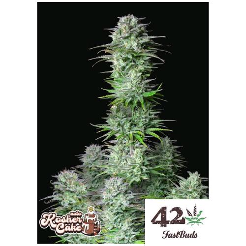 FAST BUDS - KOSHER CAKE AUTO - 25 SEMI