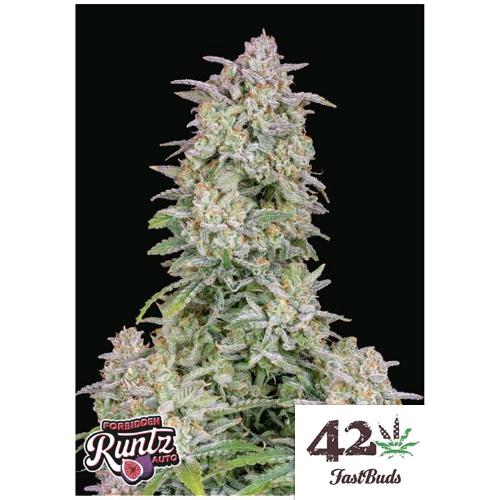 FAST BUDS - FORBIDDEN RUNTZ AUTO - 10 SEMI