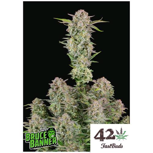 FAST BUDS - BRUCE BANNER AUTO - 10 SEMI