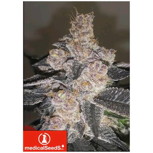 MEDICAL SEEDS - GELATO 242 FEM - 5 SEMI