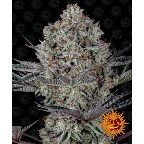 BARNEY'S FARM - DOS SI DOS 33 FEM - 1 SEME