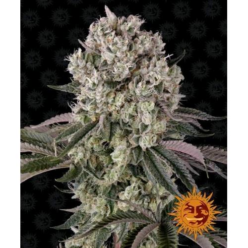 BARNEY'S FARM - GLOOKIES FEM - 5 SEMI