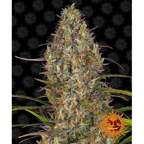 BARNEY'S FARM - GLUE GELATO AUTO - 1 SEME