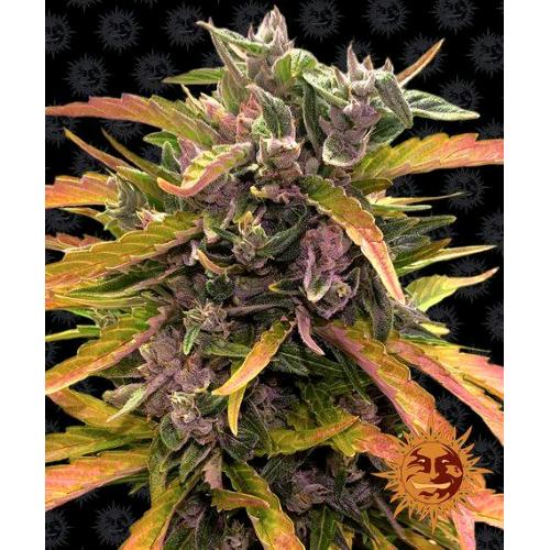 BARNEY'S FARM - GORILLA GLUE AUTO - 10 SEMI