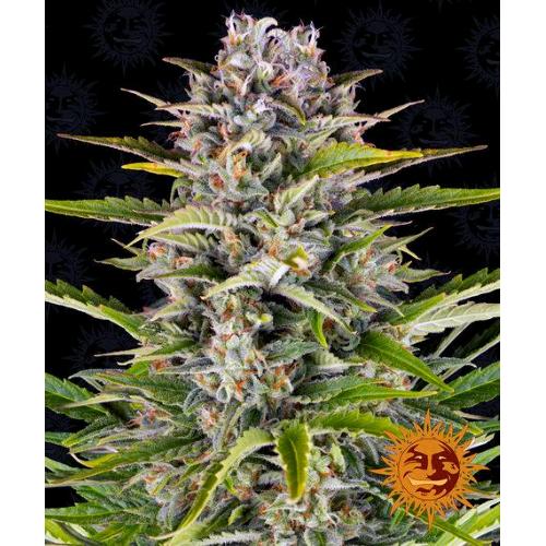 BARNEY'S FARM - GORILLA ZKITTLEZ AUTO - 1 SEME