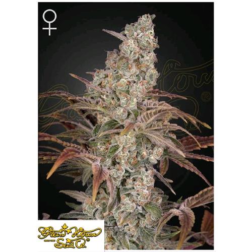 GREEN HOUSE - JACK'S DREAM FEM - 3 SEMI