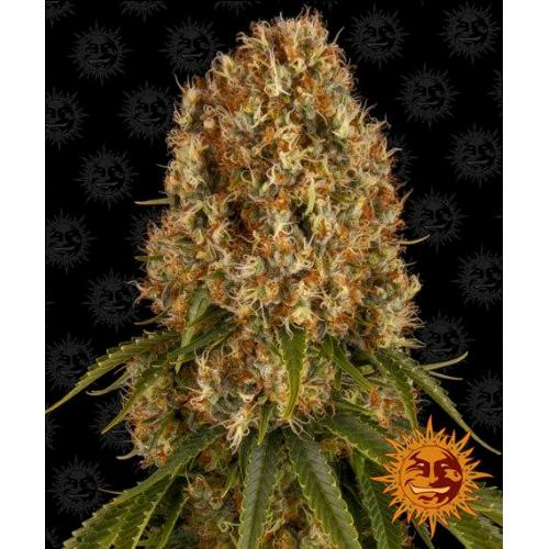 BARNEY'S FARM - ORANGE SHERBERT FEM - 3 SEMI