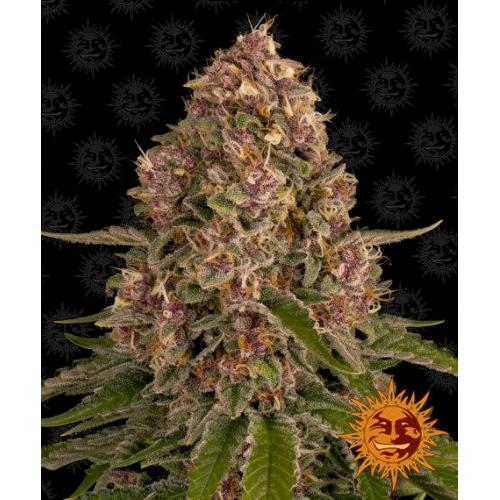BARNEY'S FARM - PINK KUSH FEM - 5 SEMI