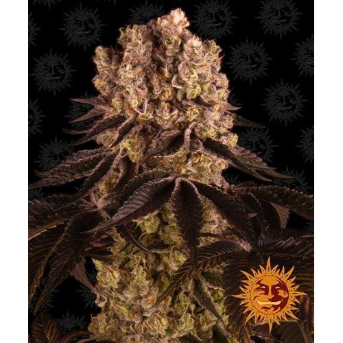 BARNEY'S FARM - PURPLE PUNCH FEM - 5 SEMI