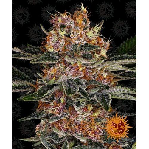 BARNEY'S FARM - PURPLE PUNCH AUTO - 1 SEME