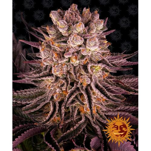 BARNEY'S FARM - MIMOSA X ORANGE PUNCH - 3 SEMI