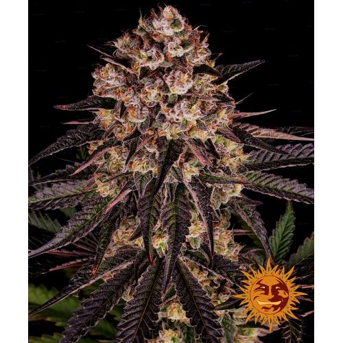 BARNEY'S FARM - BISCOTTI MINTZ - 5 SEMI